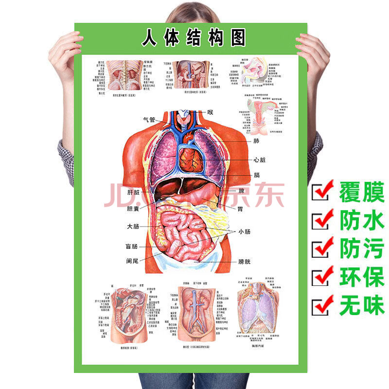 人体肌肉解剖图挂图人体内脏结构图全身器官分布穴位图人体骨骼图 1