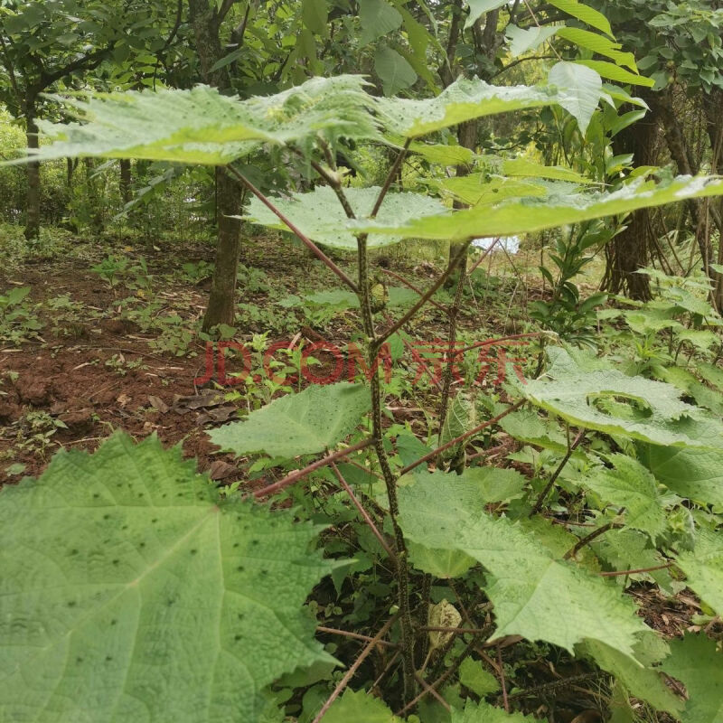 新鲜高原红活麻根红杆荨麻草根荨麻根霍麻禾麻火麻蝎子草根 新鲜红活