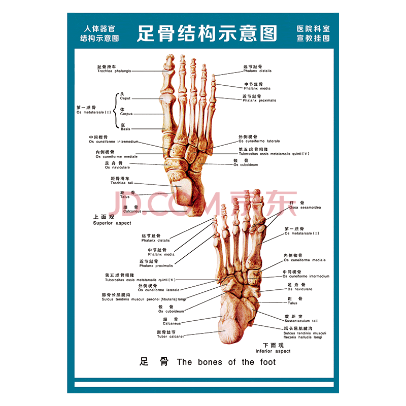 医院科室宣教挂图人体结构示意图器官解剖图全身骨骼图宣传画墙贴画