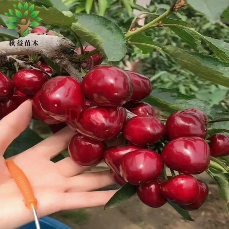 樱桃苗南方种植果树苗盆栽樱桃树苗北方种植嫁接苗当年结果 车厘子 3