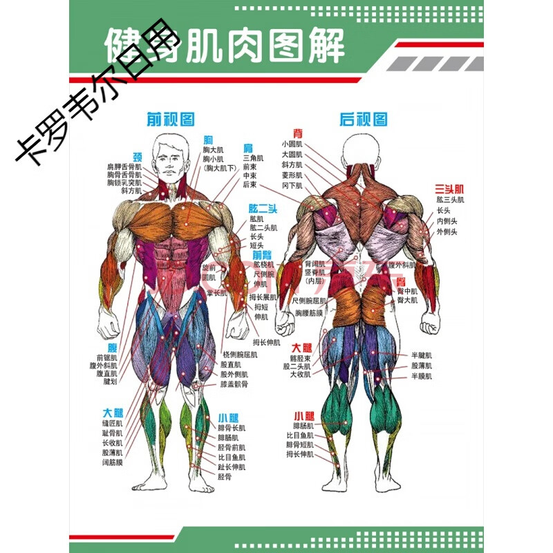 时尚家用健身肌肉图解挂图贴画人体肌肉结构解剖人体器官解剖图示意图