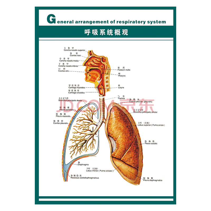器官系统结构图示意图解剖图墙贴画覆膜防水贴纸wsa12 wsa12-06 呼吸
