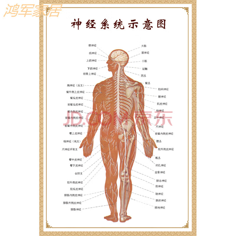 医学骨骼图肌肉挂图脊柱血管分布图人体肌肉神经系统人体内脏穴位