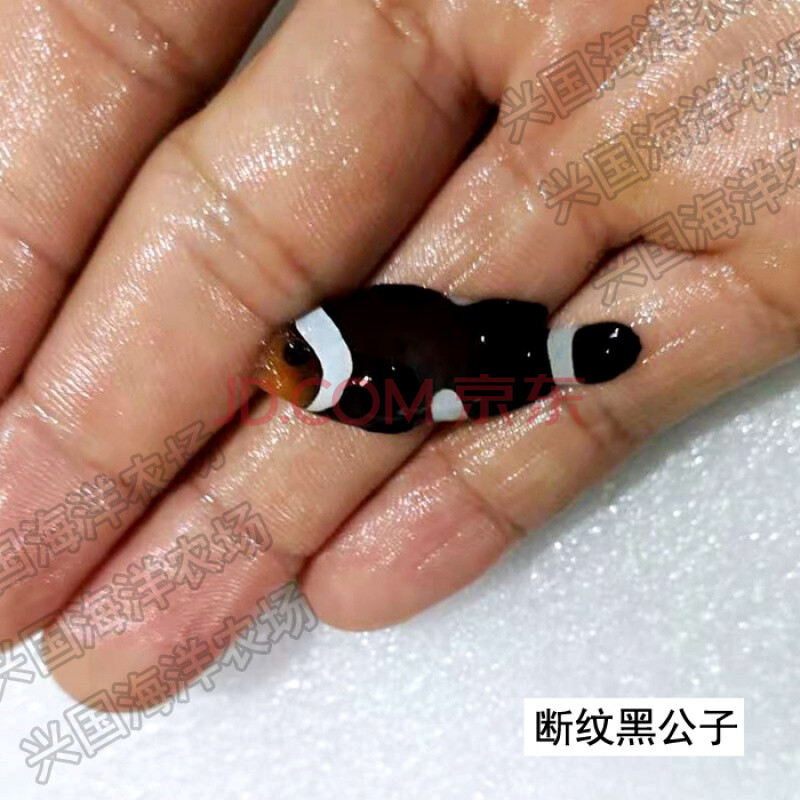 黑公子小丑鱼 人工澳洲黑公子小丑活体海水鱼 3-6cm海水观赏宠物鱼