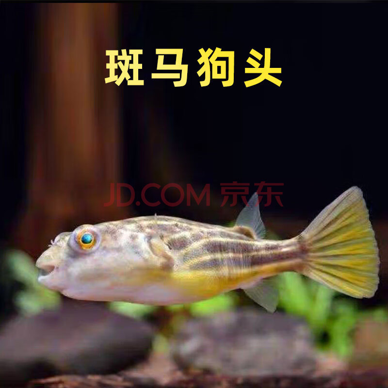 斑马狗头潜水艇观赏鱼热带鱼宠物水族活体 水财神(water richer) 斑马