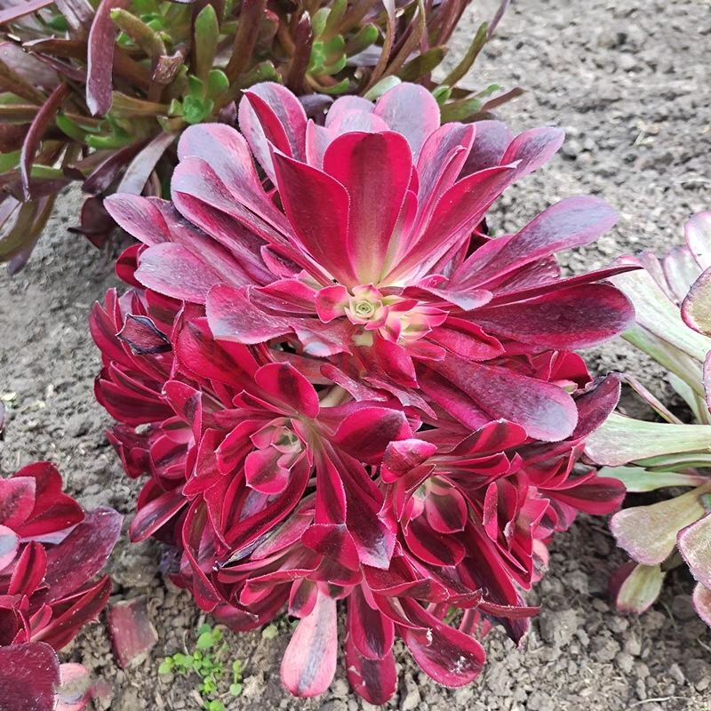 美杜莎黑金刚贵货多肉植物【好看 美杜莎主头15-20厘米侧芽4个以上