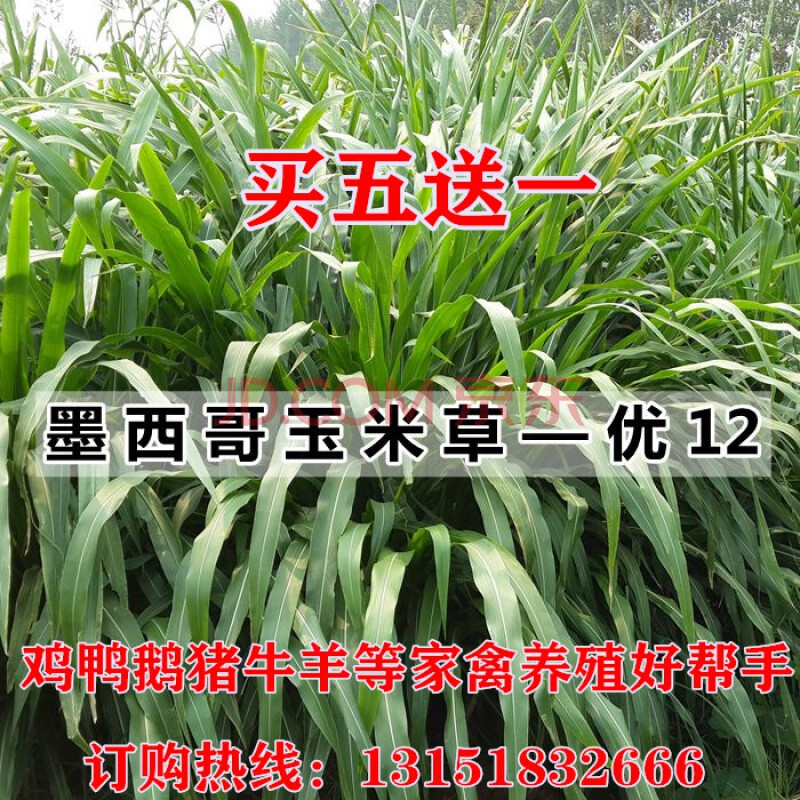 墨西哥玉米草种子 阔叶猪羊牛鱼 养殖饲料草籽南方牧草种籽 量大咨询