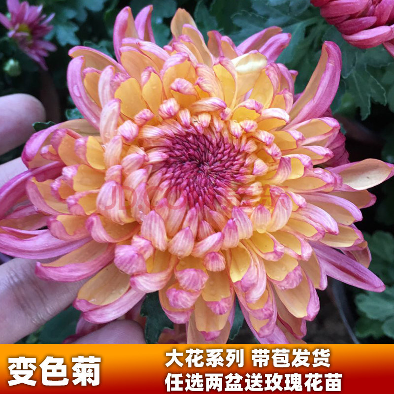 菊花苗千头菊九月大菊球菊开花卉窗台庭院 变色菊【大花变色带花苞】