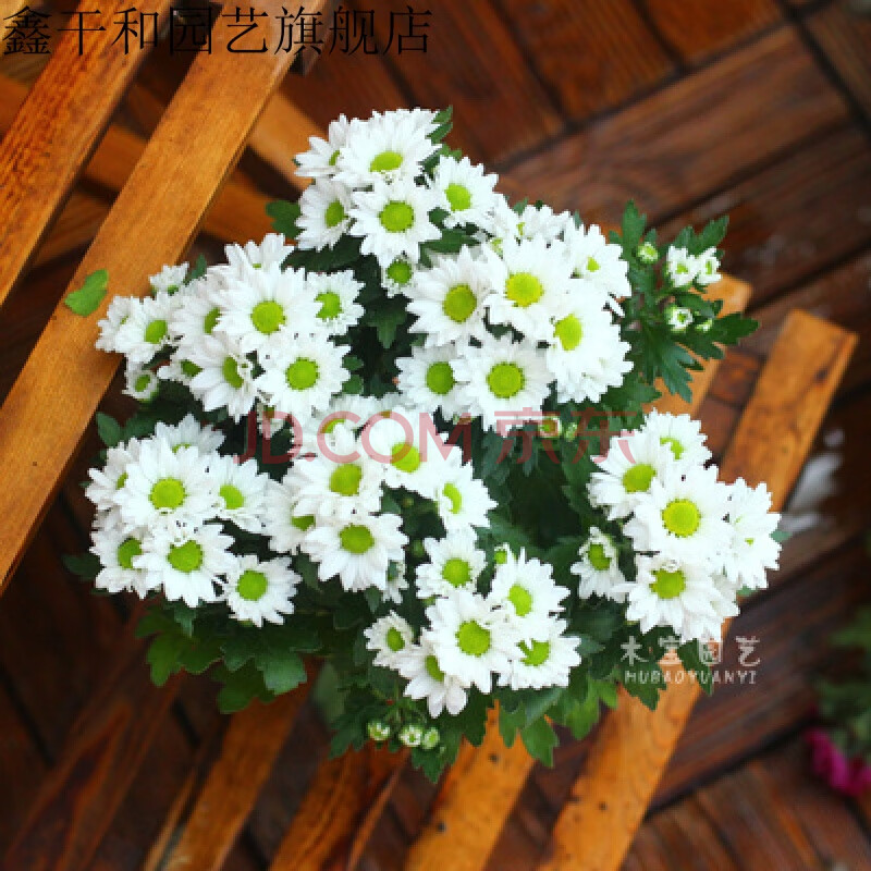 荷兰菊盆栽室外阳台庭院花园花卉球菊植物千头菊花苗盆栽 美人菊白色