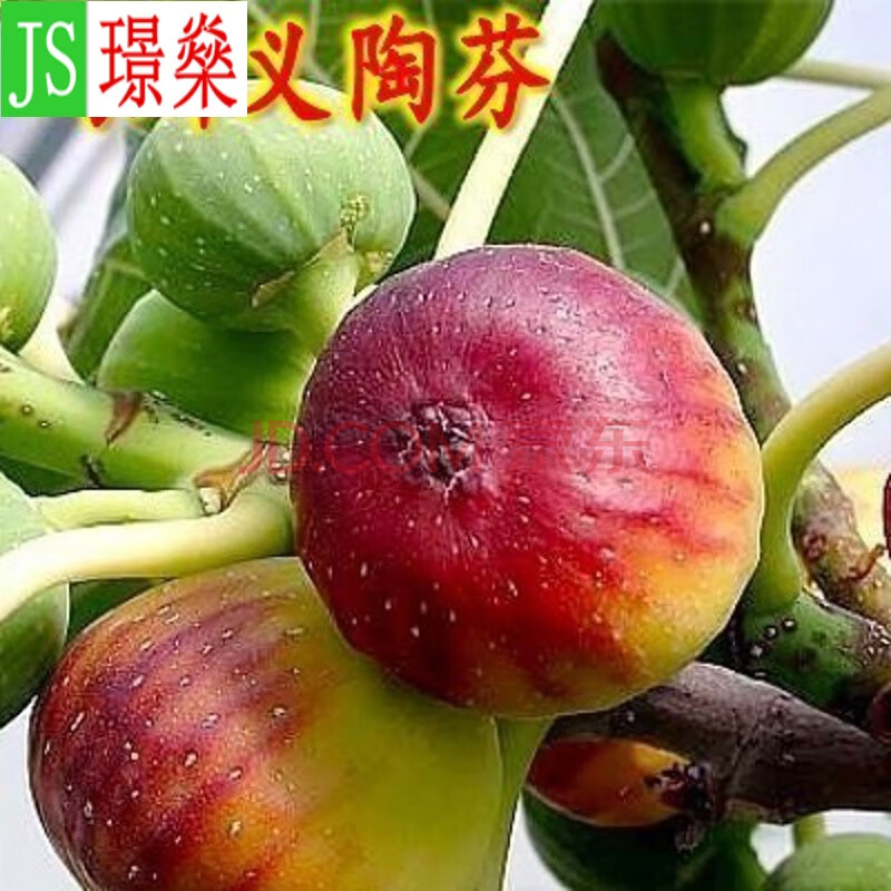 璟燊 无花果苗地栽盆栽无花果树苗特大波姬红紫果南方北方种植当年