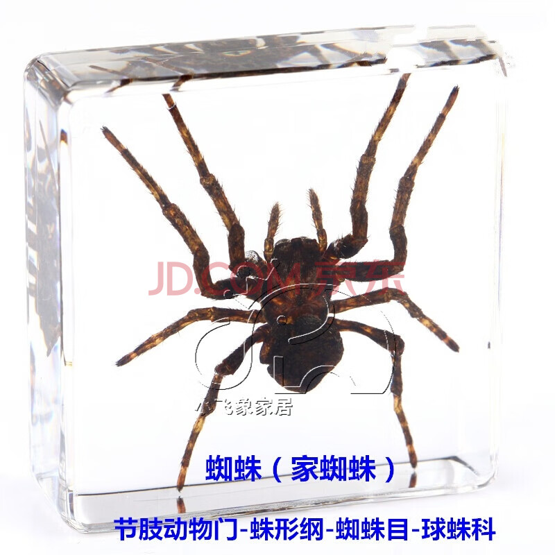 昆虫标本真昆虫镇纸胡蜂展翅标本创意树脂工艺礼品 skids 蜘蛛