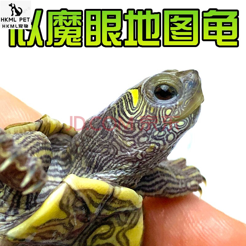 似魔眼地图龟 2-3厘米 两只情侣龟 开口粮 龙岩叶 青叶