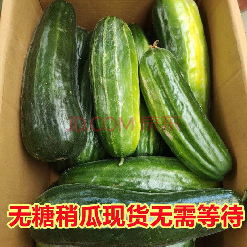 鲜姬 无糖新鲜梢瓜 黑皮菜瓜河南烧瓜 脆瓜农家自种现