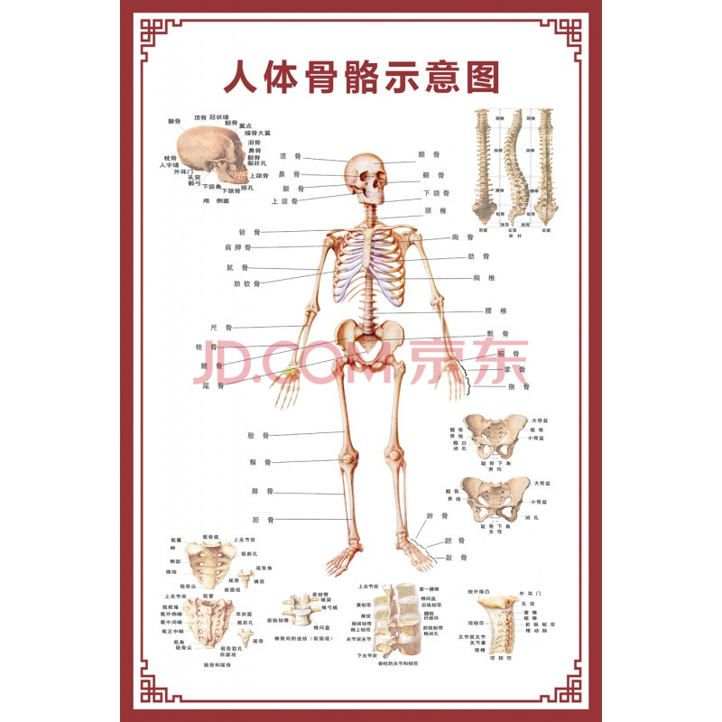 脊柱相关疾病人体脊椎全息图健康速查表美容院装饰画中医馆挂图 人体