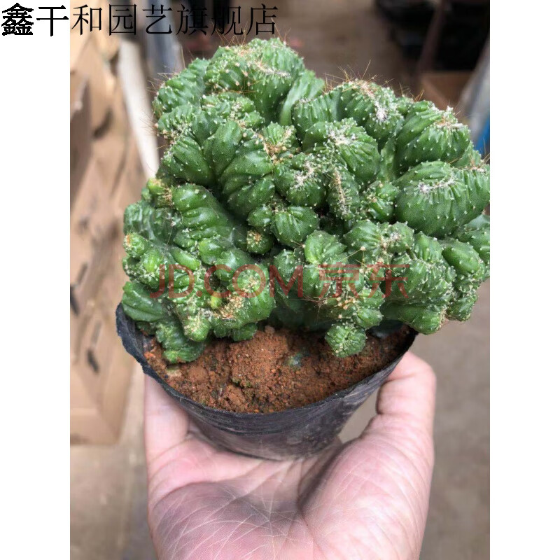 仙人山虎头罗汉山影拳 仙人掌类沙生多肉植物 虎头