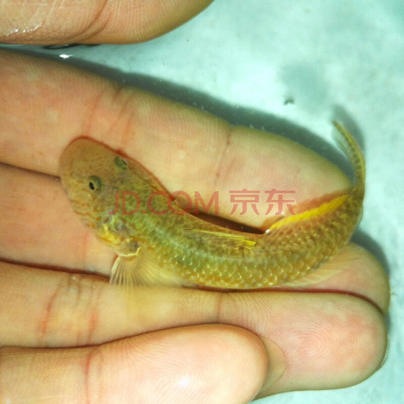 子陵吻虾虎冷水鱼淡水虾虎原生溪水小鱼观赏鱼水族虾虎鱼活体 3~6厘米