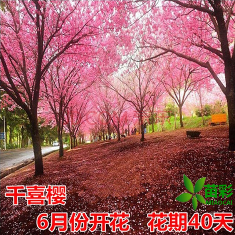 嫁接苗 工程绿化树苗 庭院观赏花苗 早樱晚樱花苗 行道树苗木当年开花