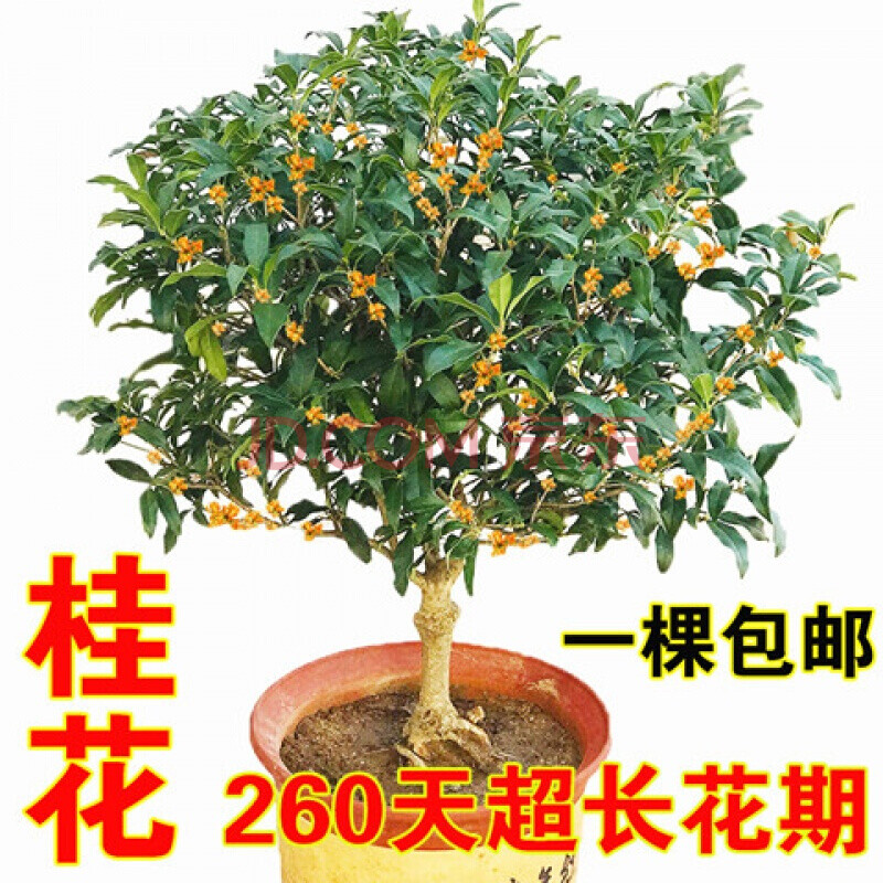 耐寒耐旱嫁接桂花树苗室内金桂丹桂盆栽植物四季桂浓香型花卉盆栽