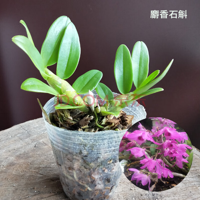 铁皮石斛苗红杆软脚石斛盆栽石斛种苗圣兰红米带花 麝香石斛 含盆