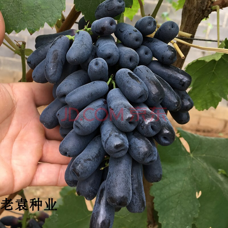 红提子种籽葡萄精品阳台种植庭院爬藤果树种 当年结果苗1棵(备注品种)