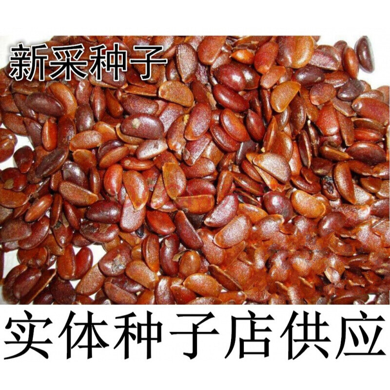 新君迁子种子 软枣种子 野柿子种子 黑枣,圆枣,猕猴梨 柿树种子 君迁