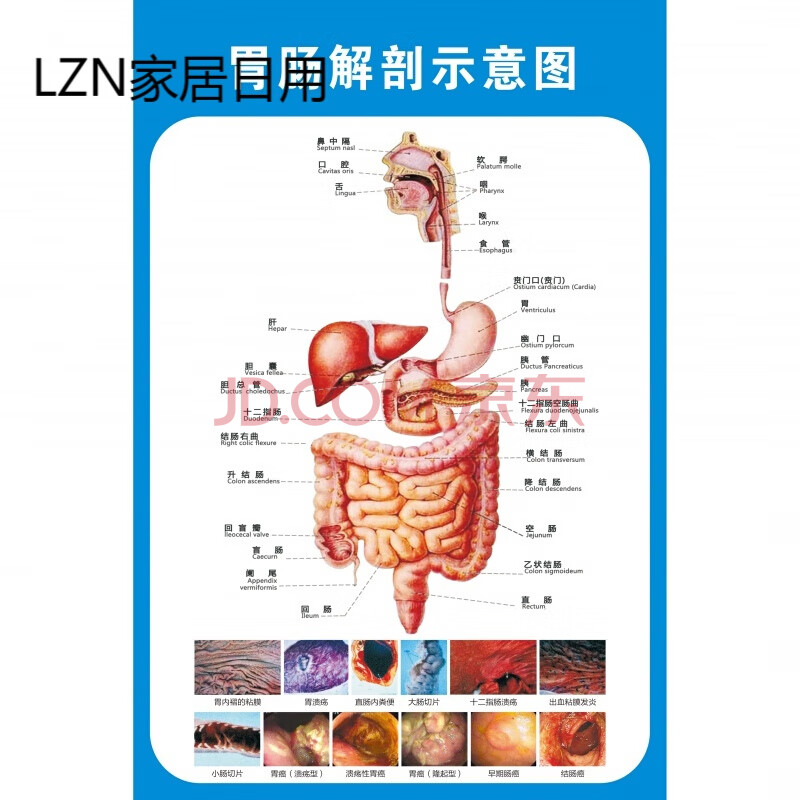 胃肠解剖示意图人体解剖医学挂图人体器官心脏结构图医院宣传海报