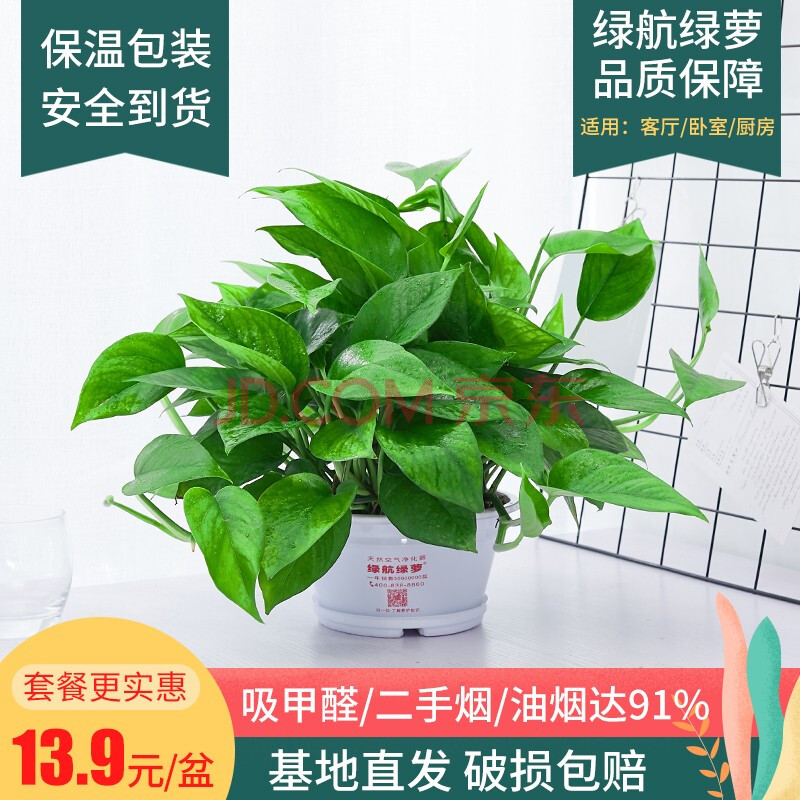 绿航绿萝室内客厅盆栽水培植物除甲醛空气净化绿色植物大叶绿箩绿植