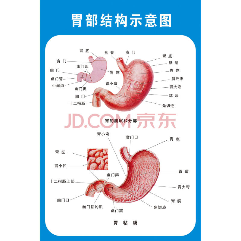 人体胃部解剖系统示意图 70*105厘米=40寸