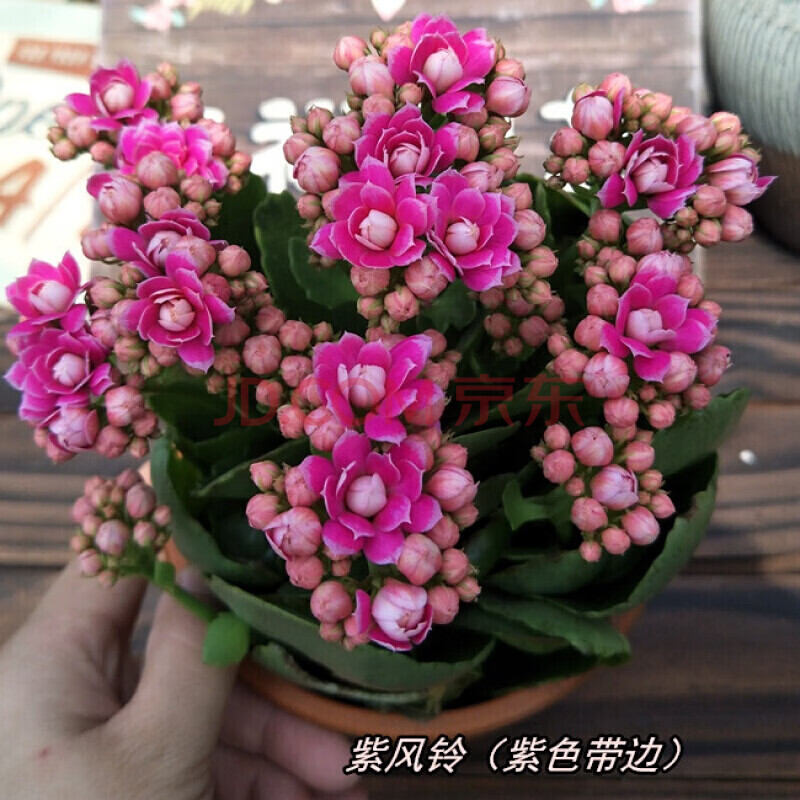 重瓣长寿花盆栽 绿巴黎花苗四季开花美人醉 紫风铃带边 不含盆
