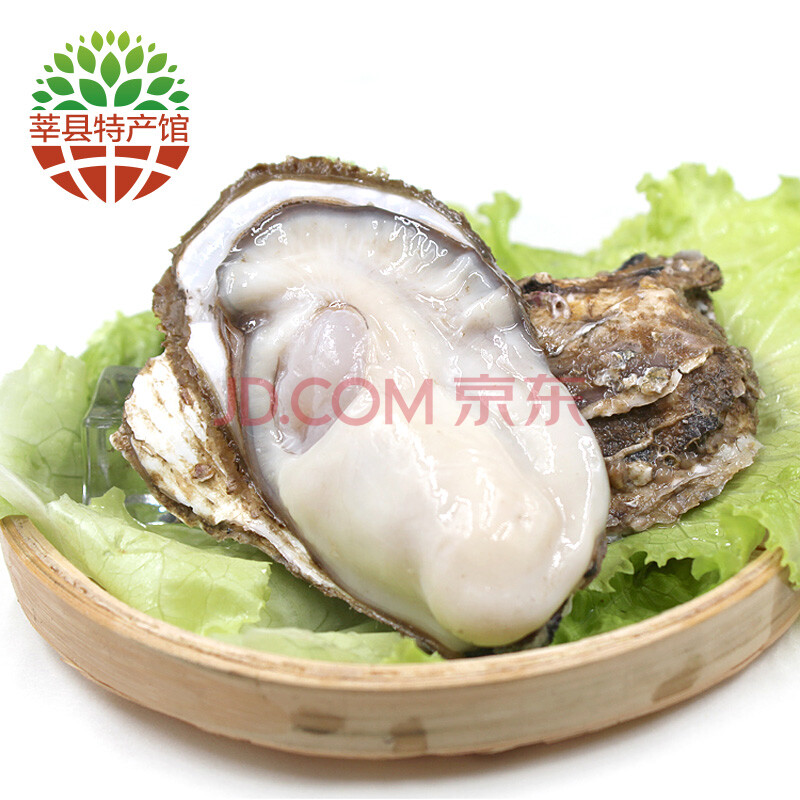 ¡¾Ý·Ïعݡ¿Èéɽĵòà ÏÊ»îÉúòºº£òÃ×Ó 2.5kg 4XL(200-250g£©