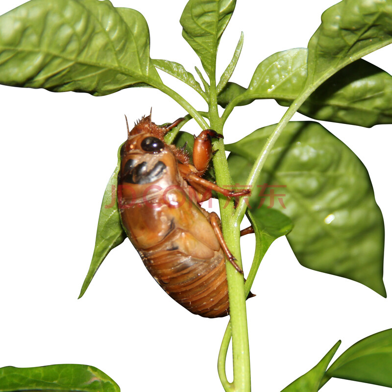 徐州丰县特产-旺顺牛蒡酱-家乡特色食品 香辣味