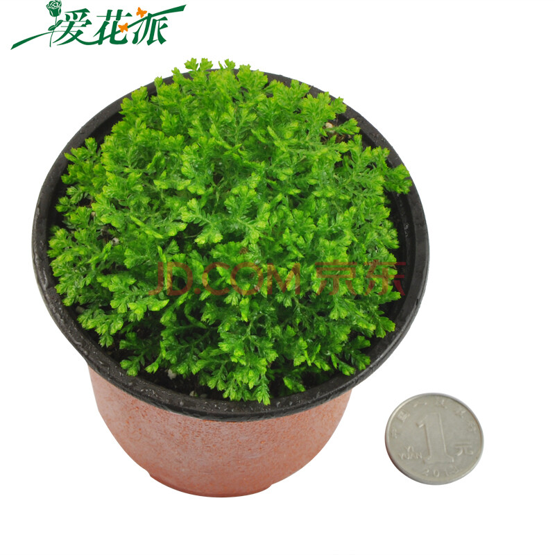 情人草/爱情草/绿地球/绿色心情 盆栽绿植花卉 迷你办公植物 蕨类植物