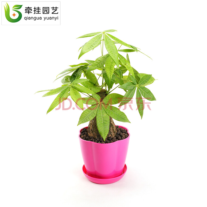 办公室桌面小型迷你绿植盆栽发财树室内有氧花卉净化空气植物清新绿色