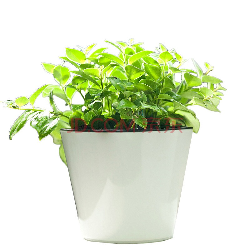 【花漫天】盆栽口红吊兰盆栽花卉家居办公桌绿植水培植物盆景有氧防