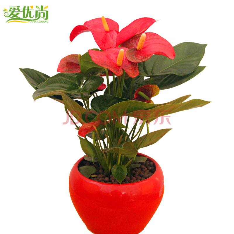 爱优尚 红掌盆栽 办公室植物室内高档花卉客厅