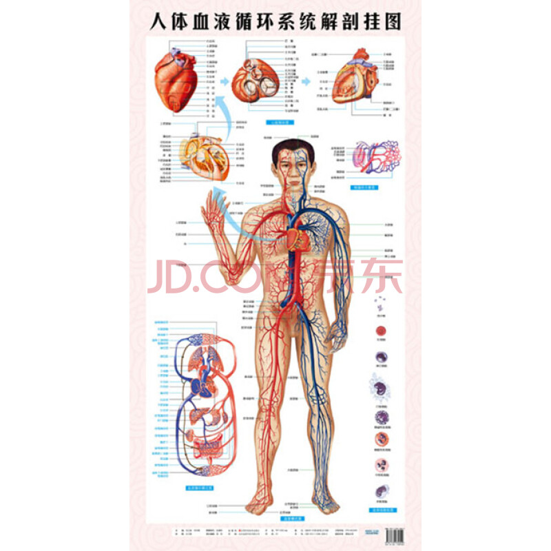 人体血液循环系统解剖医用挂图 1张 正品保证