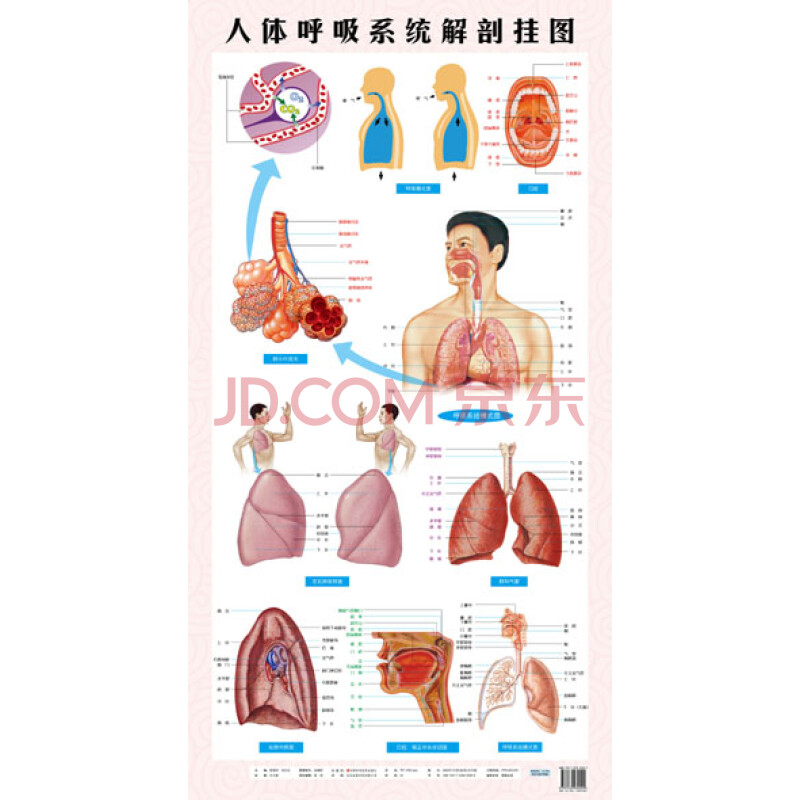 人体呼吸系统解剖挂图西医