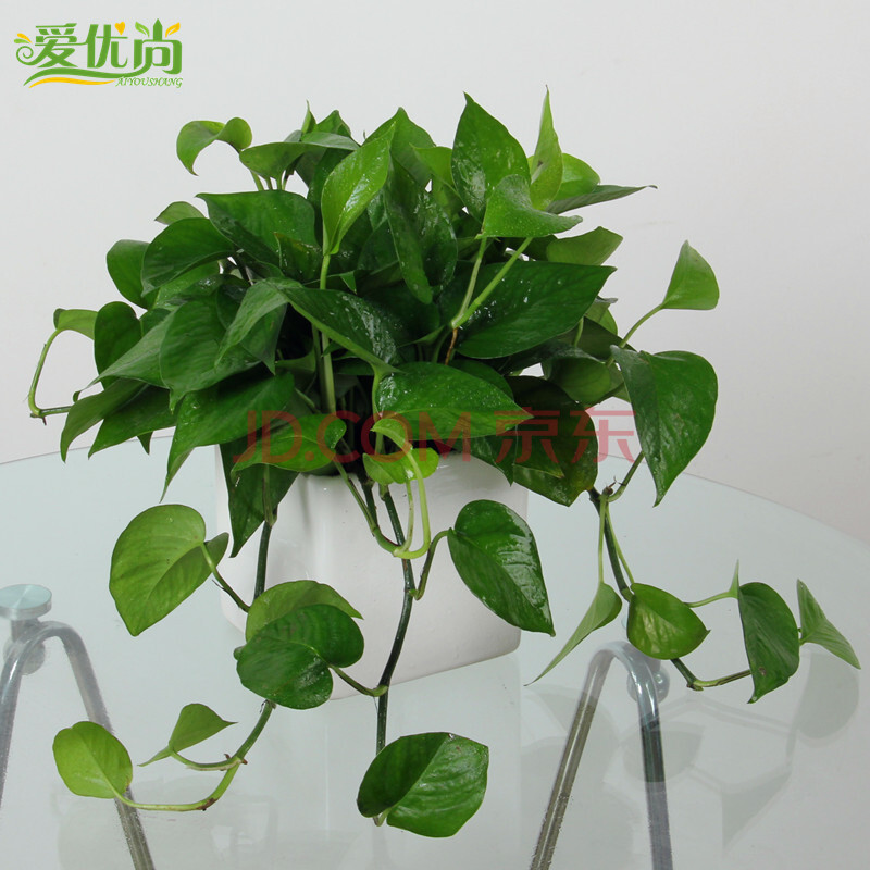 净化空气吸甲醛植物