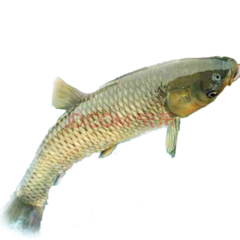 聚福鲜淡水鱼类+广东特产鲜活脆肉皖