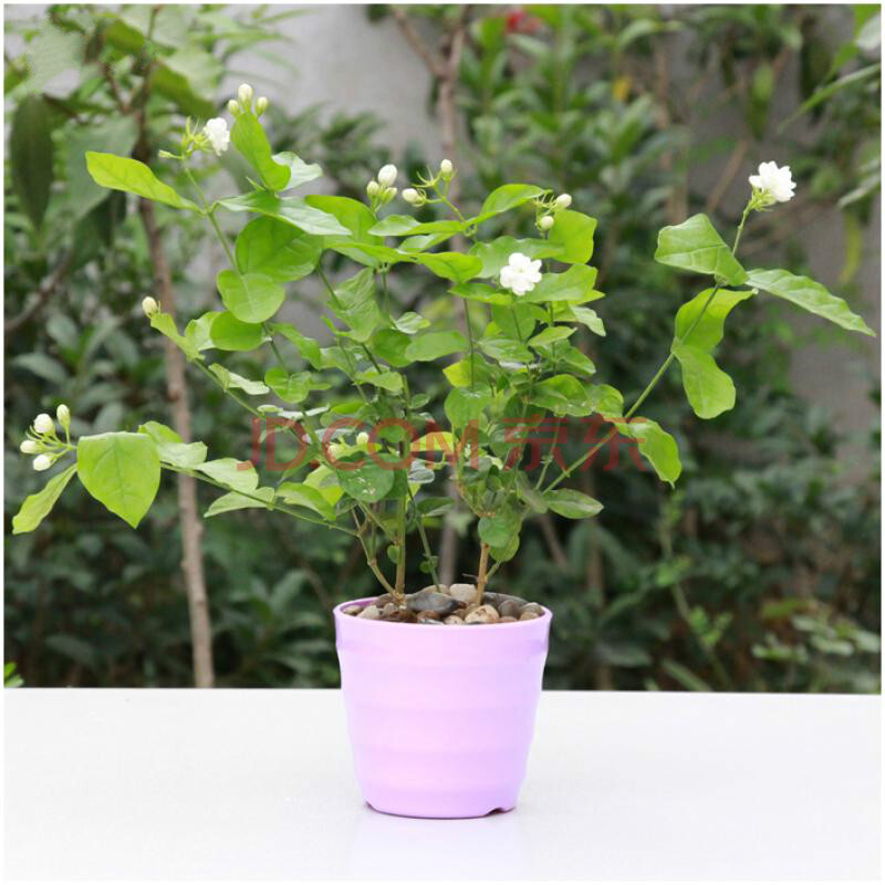 青蛙?茉莉花露珠土里发现的,有好多,吓得我都想把茉莉花扔了荷花荷叶蜗牛花盆笔画简蜻蜓图片