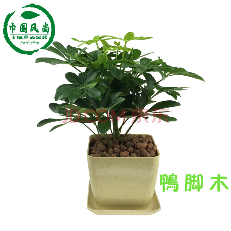 四季常青盆栽花卉植物鸭掌木七叶莲鹅掌柴苗鸭脚木八方来财秋季种子白图片