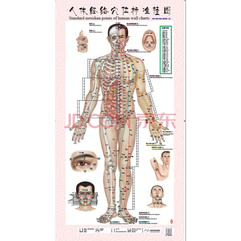 人体经络穴位标准挂图(男正侧背)(1套共3张挂图) 正品
