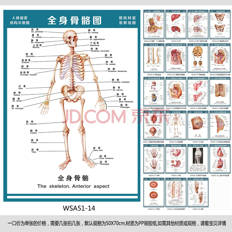医院科室挂图 人体结构图 解剖图 全身骨骼图 宣传画贴画wsa51-14 户