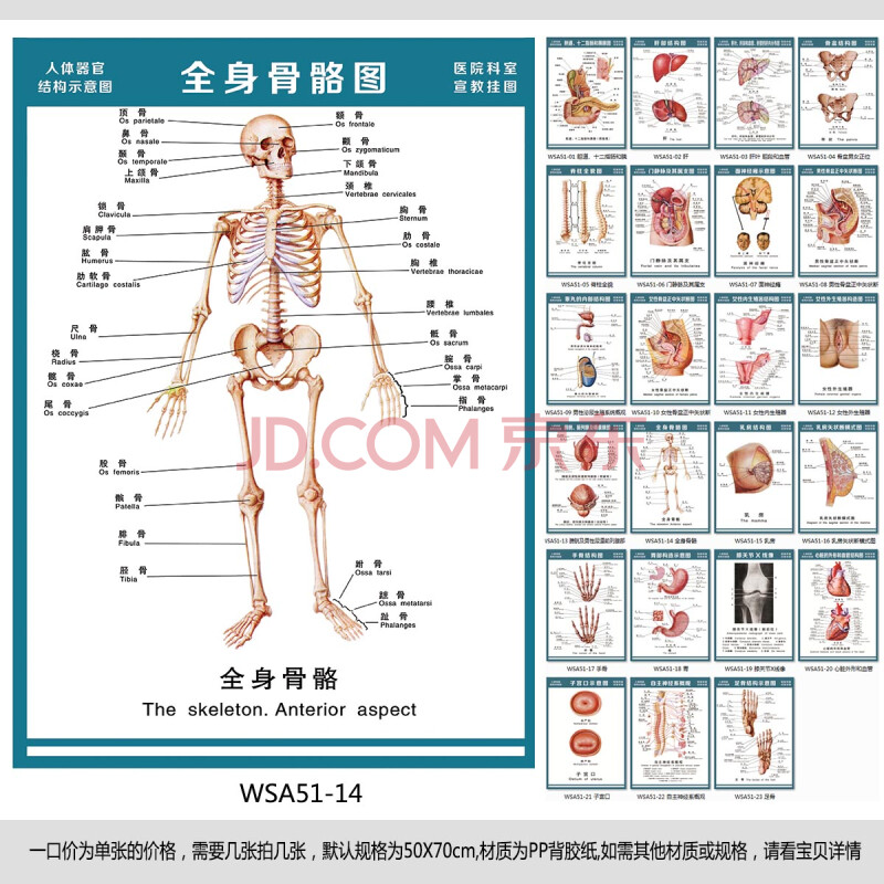 医院科室宣教挂图人体结构示意图器官解剖图全身骨骼图宣传画墙贴画