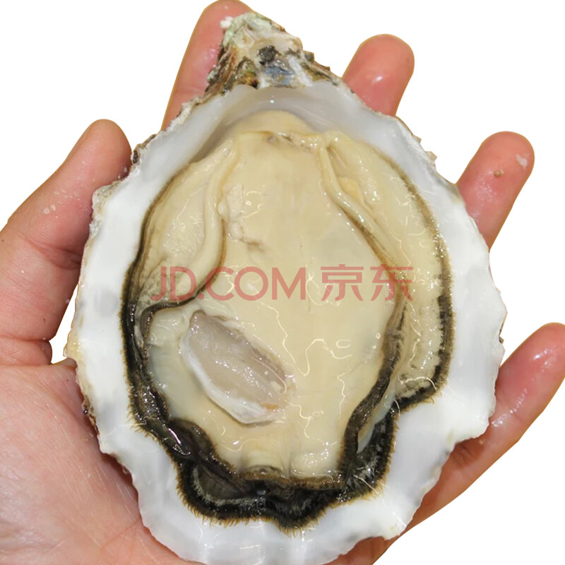 껽ðË®²ú ÈéɽÉº£Óò ÏÊ»îÈý±¶ÌåÉúòº´ø¿ÇÏÊ»îĵòà ´óº£òà 100g~150g/¸ö ¾«Ó¢òº 5½ï×°