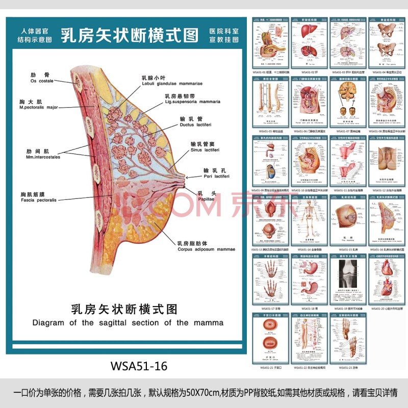 医院科室挂图 人体结构解剖图 乳房矢状断横式图 宣传画wsa51-16 户外