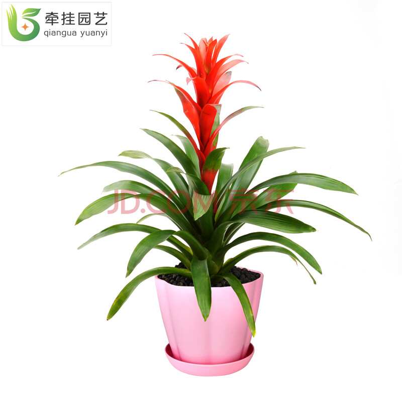 红星凤梨花 绿植 水养 植物室内观赏 凤梨绿植盆栽 鸿运当头(花瓣盆)