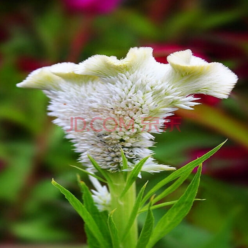 京工 鸡冠花种子白色红色鸡冠花籽鸡冠型药用花卉 白色鸡冠花籽一斤