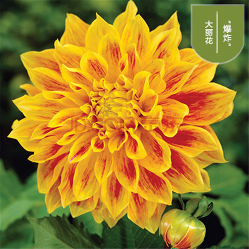 大丽花种球根阳台庭院花卉混色系裸球 爆炸 一斤