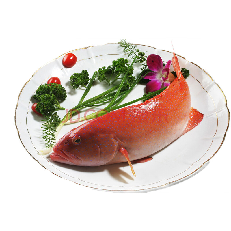 ÓÀµÂ¼ª ¸£½¨¶«É½µº Ò°Éúº£Ïʶ«ÐÇ°ß ÉúÏÊË®²úÆ· 1100-1500g/Ìõ